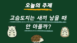 사물궁이_고슴도치는 새끼 낳을 때 안 아플까